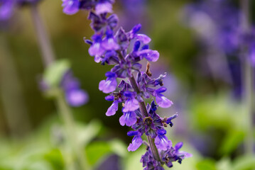 Obraz premium Beautiful purple flowers with a blurred green background.
