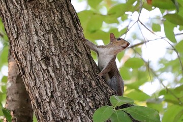 A squirrel on a tree
