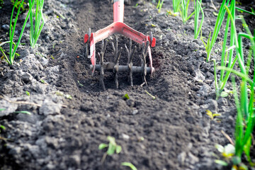 cultivator effective manual tool for tillage. loosening the beds.