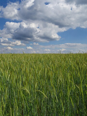 View of ripening green wheat field on a sunny day. White clouds on a blue sky