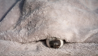 süsse Hundeschauze unter eine kuschligen Decke