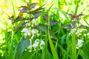 White dead-nettle, Lamium album. Medical herb in natural habitat