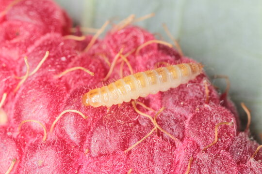 Larva of the raspberry beetle (Byturus tomentosus) on damaged fruit. It is a beetles from fruit worm family Byturidae a major pest affecting raspberry, blackberry and loganberry plants