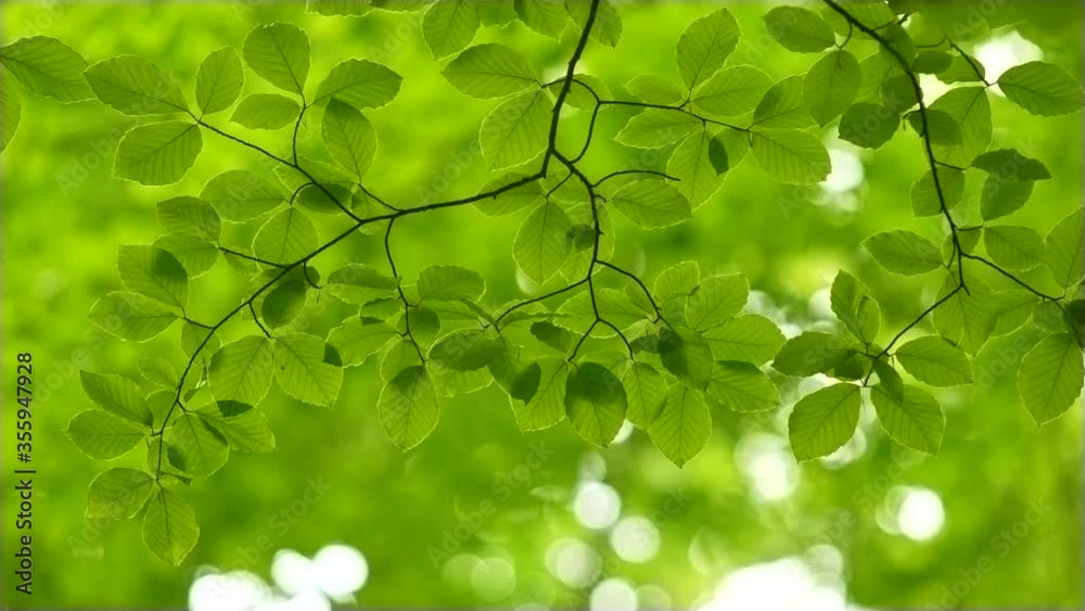Poster spring forest. beautiful rich green leaves of beech tree waving in the wind. beautiful out of focus 