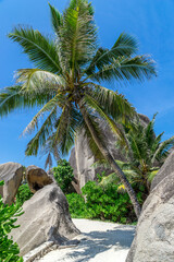 Obraz na płótnie Canvas Beautiful palm tree on tropical beach, La Digue, Seychelles. Summer vacation and travel concept. Tropical beach