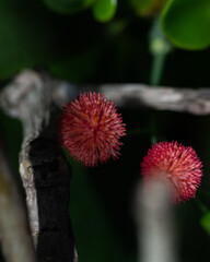 Fotos tiradas em Ilha do Frade- Vitória ES