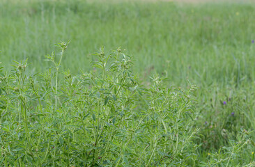 Closeup of a field of alfalfa