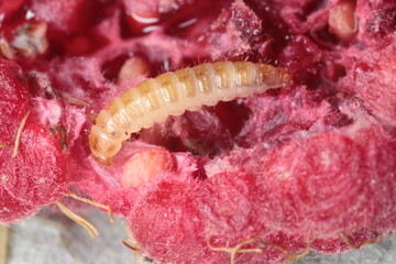 Larva of the raspberry beetle (Byturus tomentosus) on damaged fruit. It is a beetles from fruit...