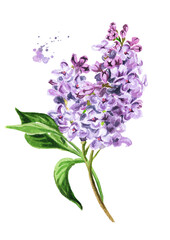 Lilac branch with flowers and leaves. Hand drawn watercolor illustration isolated on white background