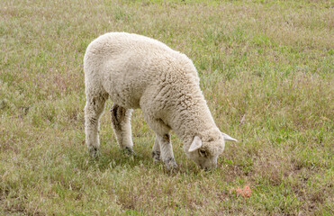 Obraz na płótnie Canvas White sheep grazing in a pasture