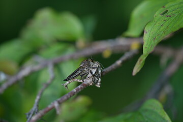 Eine braune Raubfliege hält eine Motte als Beute fest. Sie sitzt auf einem Ast mit grünen Blättern. Dis Blätter sind unscharf in Hintergrund.
