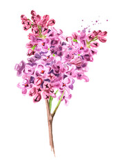 Lilac branch with flowers