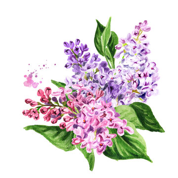 Lilac  flowers of various sorts and colors