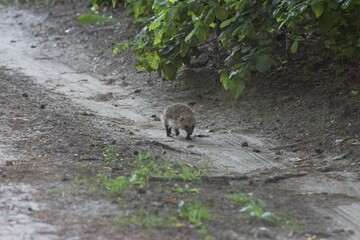 Naklejka premium Hedgehog in the forest