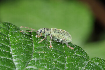 Green Leaf Weevil (Phyllobius) on raspberry leaf.