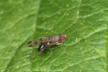 flyworm on a raspberry plant