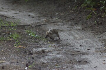 Hedgehog in the forest