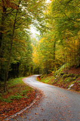 Fototapeta na wymiar Autumnal road direction Irati jungle. Navarre, Basque Country. 