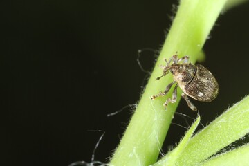 weevil beetle on raspberry plant