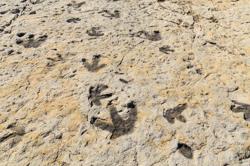 Dinosaur foot prints from what was once tidal flats on the shore of an ancient ocean in the Morrison Fossil Area National Natural Landmark, just outside of Denver Colorado, USA.