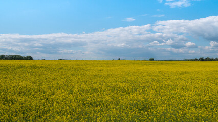 Vast field with yellow flowers and a cloudy sky