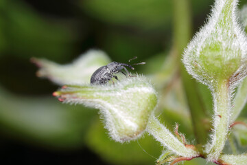 The Strawberry blossom weevil Anthonomus rubi is a weevil that feeds on members of the Rosaceae and...