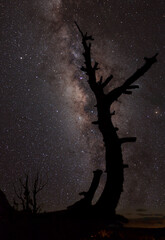 Drzewo i nocne niebo pełne gwiazd, oraz centrum naszej galaktyki 