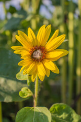 Sonnenblume