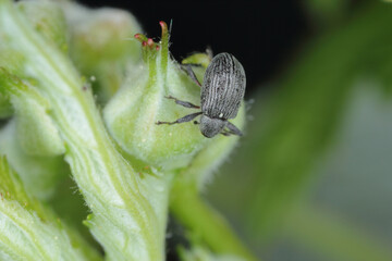 The Strawberry blossom weevil Anthonomus rubi is a weevil that feeds on members of the Rosaceae and...