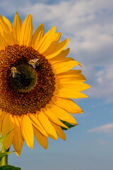 Naklejka premium Sonnenblume