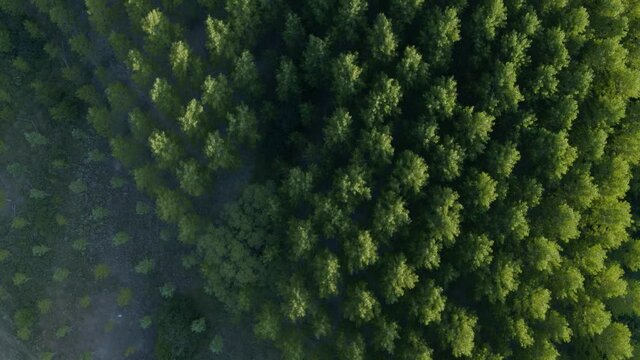 Tree Plantation Located in Ucero Built 12th Century. Castle of Ucero Drone Video Spain