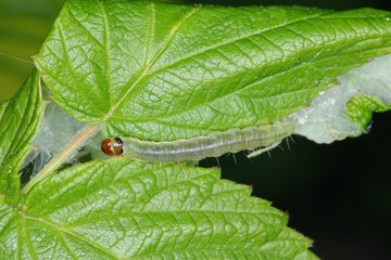 Caterpillar of Archips rosana (Cacoecia) the rose tortrix Tortricidae on damaged raspberry leaf. The larvae feed within rolled leaves of various fruit plants such as raspberry or cultivated rose.