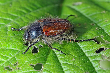 Garden Chafer Beetle – Phyllopertha horticola on damaged leaf of raspberry leaf.