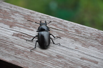 black beetle on wood