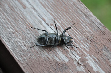 black beetle on wood
