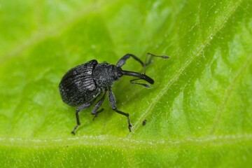 The Strawberry blossom weevil Anthonomus rubi is a weevil that feeds on members of the Rosaceae and is an important pest of strawberry and raspberry. Beetle on raspberry.