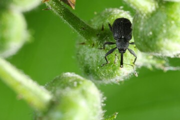 The Strawberry blossom weevil Anthonomus rubi is a weevil that feeds on members of the Rosaceae and is an important pest of strawberry and raspberry. Beetle on raspberry.