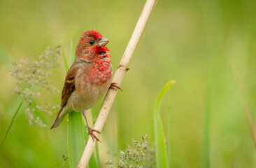 Common rosefinch ( carpodacus erythrinus ) male