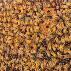 Orange texture of hexagonal-shaped wax cells build by worker bees. Close-up of a honeycomb frame with busy bees feeling the storage with pollen and honey. Visit to an apiary in Trentino, Italy.