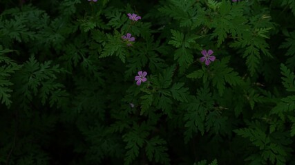 Little purple flowers in the nature