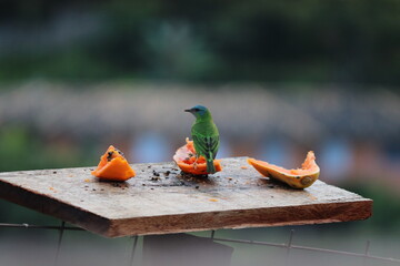 red headed woodpecker