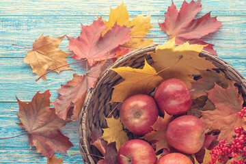 red apples,colorful autumn maple leaves in a basket on a blue wooden surface, top view