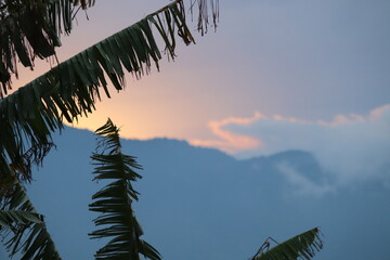 palm trees against blue sky