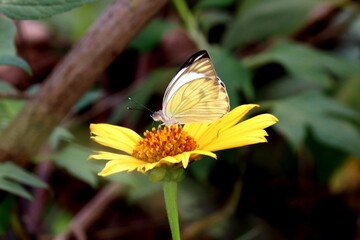 butterfly on flower