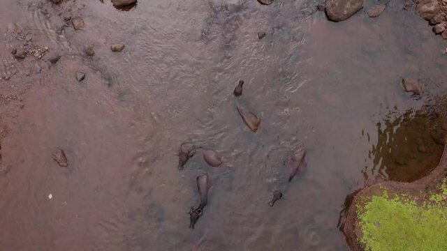 Aerial drone view of buffalo in a stream, Maharashtra, India.