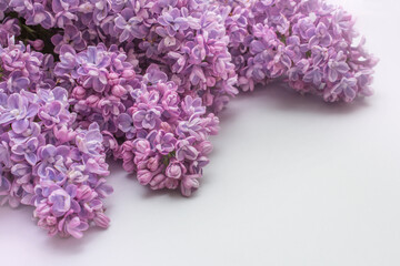 beautiful purple lilac flowers on a white background