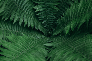 Dark fern background pattern