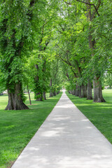 Fototapeta na wymiar Beautiful walkway lined with trees 