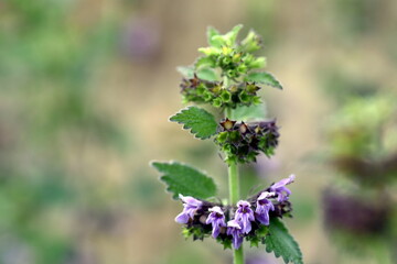 Blühende Schwarznessel