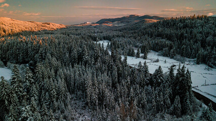 Carpathian mountains winter. Snow coniferous forest at sunset.